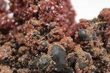 Lustrous Vanadinite Crystals on Goethite Stalactites - Morocco #209144-4